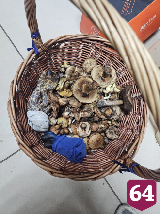Саратовец на Кумысной поляне нашел килограммовый белый гриб